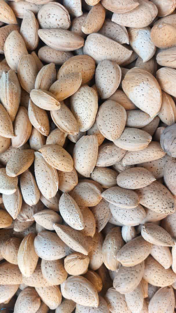 انواع بادام درختی آمریکایی با قیمت ویژه